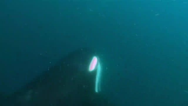 شکار وال بدست نهنگ های اورکا HD