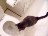 گربه ای که دوست دارد پرشدن آب دستشویی را ببینید