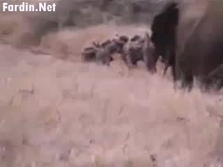 حمله فیل به خر بیچاره ( جالب )