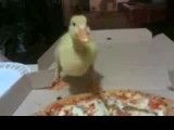 اردک پیتزا خور