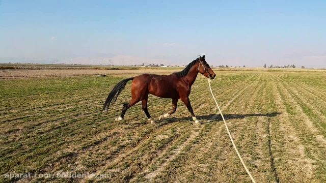 اسب ترکمن فروشی