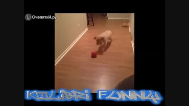 BEST FUNNY ANIMALS COMPILATION 2014