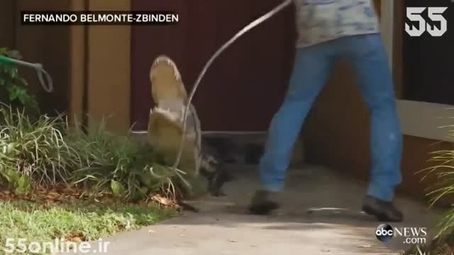 بازداشت تمساح مزاحم در میامی