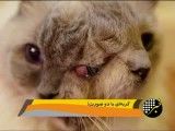 گربه ای با دو صورت!!!