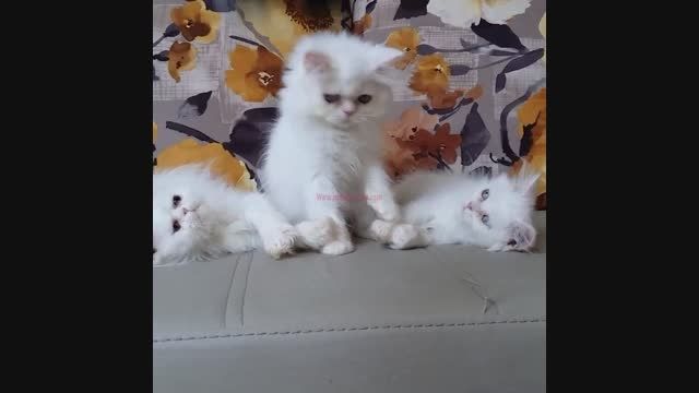 فروش گربه اصیل ایرانی(persiancat)