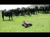 بازی گاوها با ماشین کنترلی