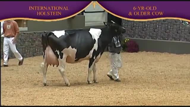 International Holstein Show 2010 , 6 Years old cow