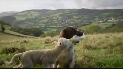 سگی که در حق گوسفند مادری میکند!