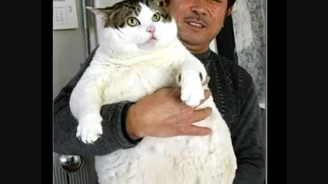 چاقترین گربه های دنیا