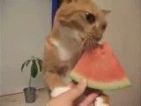 گربه ای كه هندوانه میخورد