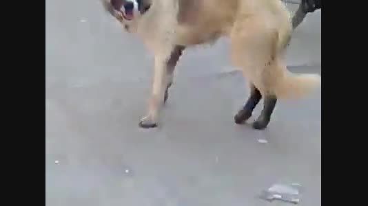 رقص باحال سگ