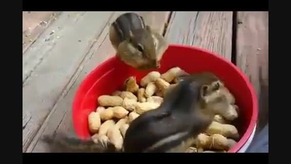 غذا جمع کردن دیدنی سنجاب ها!!!