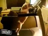 سگ ورزشکار