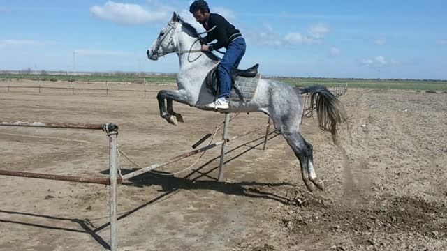 اسب ترکمن فروشی (زبل خان)