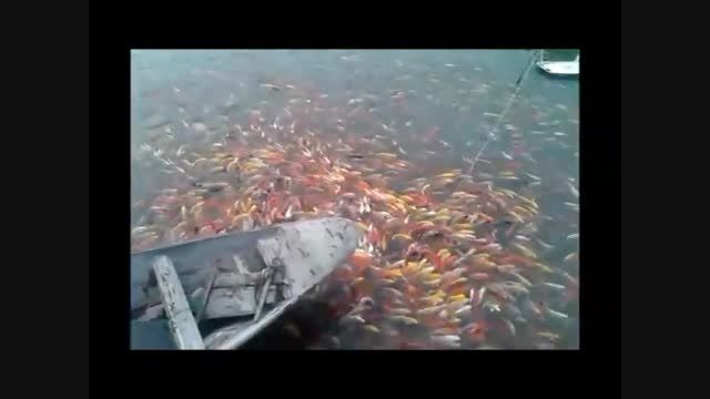 هزاران ماهی رنگی در کنار ساحل