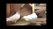 کبوتر   ویدیوهای سعیدs    کفتر