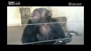 شمپانزه سیگاری