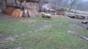 قایم موشک بازی کردن خنده دار گوسفند با سگ کوچولو.....