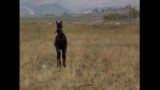 کژال -کره اسبی در نیر