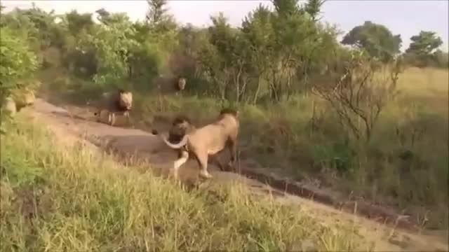 ---Wild Lions Attack and Kill Male Lion - YouTube