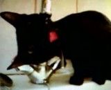 آب خوردن گربه ملوس