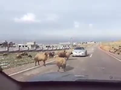 عاقبت گوسفند چرونی در خیابان