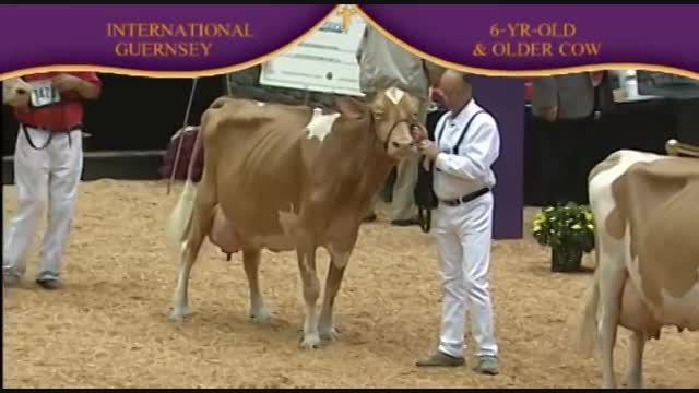 International Guernsey Show 2010 , 6 Years old cow