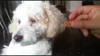 ویدیو ای که  ثابت میکنه سگها چقدر فهمیده هستند