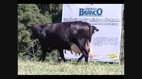 گاو پر شیر (2)