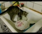 گربه ظرفشویی ، نبینی ضرر کردی