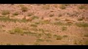 یوزپلنگ ایرانی