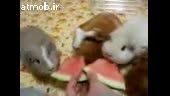 هندوانه خوردن خوکچه