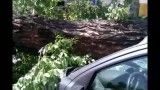 سقوط درخت در خیابان شریعتی