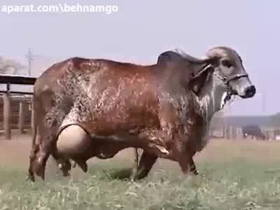 عجیب ترین گاوی که دیده اید..!