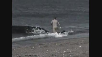 حمله نهنگ در ساحل به شناگر