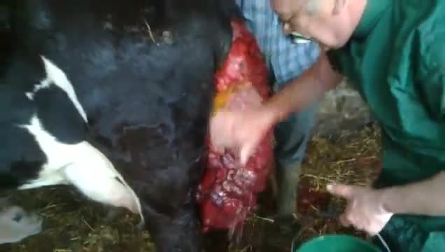 درمان پرولاپس رحم در گاو