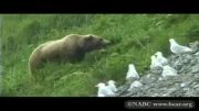 خرس كودیاك حیوانی بی آزارودوست داشتنی