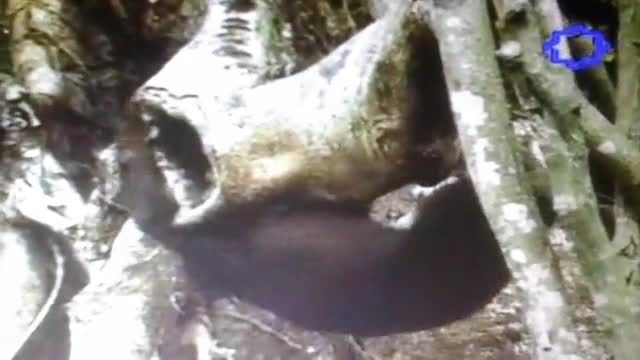 خرس مالزیایی خطرناك تر از ببر