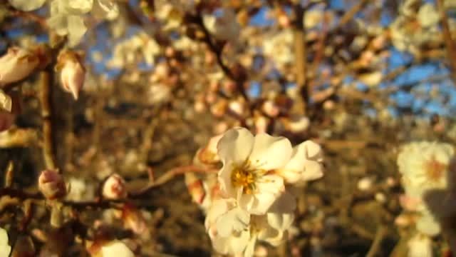 شکوفه دادن درختان شهر دشتک در فصل زمستان 93