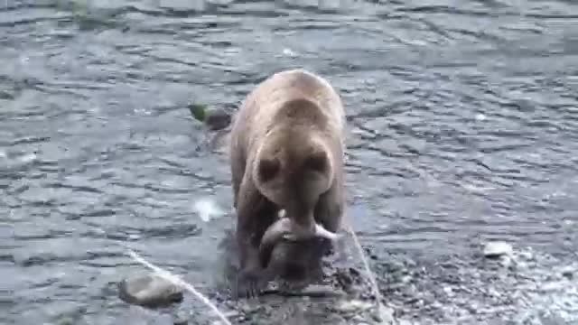 ماهیگیری جالب خرس