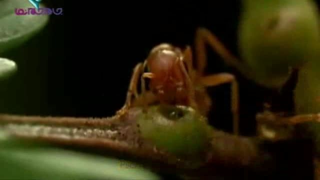 زندگی جالب مورچه ها