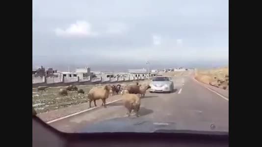 دعوای دو گوسفند وسط جاده
