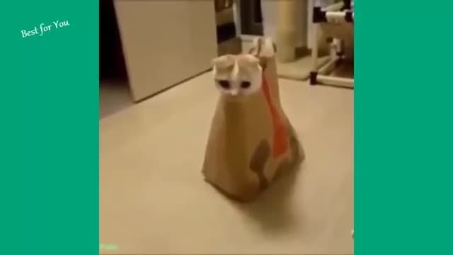 ویدیو های خنده دار در رابطه با گربه