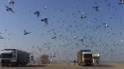 مسابقات جهانی کبوتربازان در بارسلون