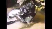 شكار ماهی غول پیكر توسط جاگوار