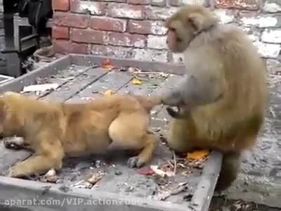 دعوا میمون و سگ