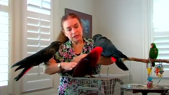 تشخیص جنسیت طوطی اکلکتوس و طوطی کاکادو سیاه دم قرمز