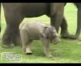 کلیپ دیدنی از بازی یک بچه فیل با خرطومش