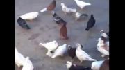 کبوتر های من   ویدیوهای سعیدs    کفتر