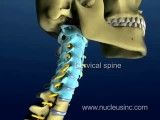 Neck Pain- Cervical Spine Anatomy